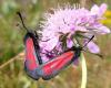Zygaena purpuralis